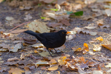blackbird in autumn