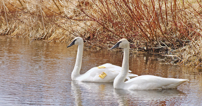 Mating pair of Wild Trumpeter Swans swimming at Marsh.  One swan has been tagged with an Identification Number

