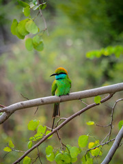 Bienenfresser / Bee-Eater auf dem Ast