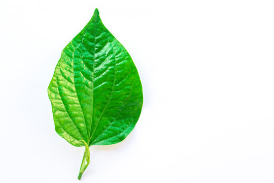 Wildbetal Leafbush