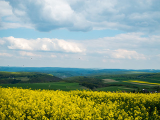 Rapsbl&uuml;te im Fr&uuml;hling
