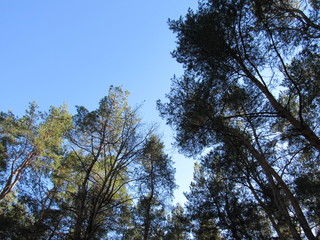 trees and sky