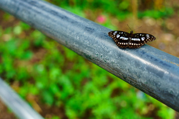 Black butterflies fly it is  nature on the Doi Suthep at thailand.