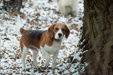 Sweet little dog stands in the snow covered park and listens to something