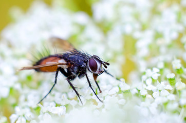 fly on a flowers