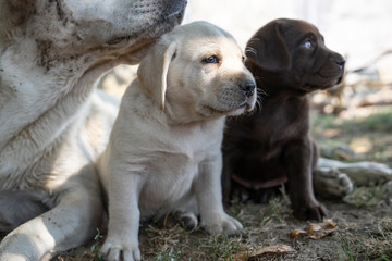cute little labrador retriever dog puppies sitting outdoors in nature 