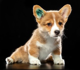 Obraz premium Welsh corgi puppy Dog Isolated on Black Background in studio