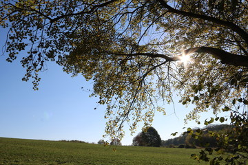 Sonniger Herbsttag in der Natur bei tief stehender Sonne im Gegenlicht
