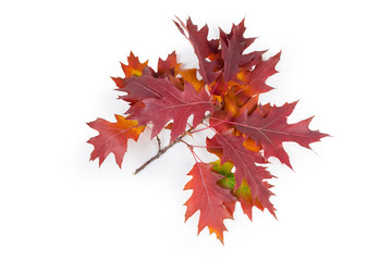 Branch of red oak with leaves on a white background