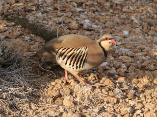 partridge hen Alectoris chukar: birds of Greece 