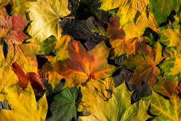 Closeup of colorful autumn maple leaves