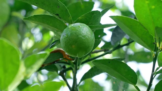 4k Tilt-up shot, The lemon fruit on its tree.
