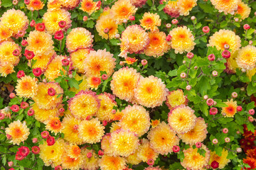 Top view of red and yellow blossoming chrysanthemums