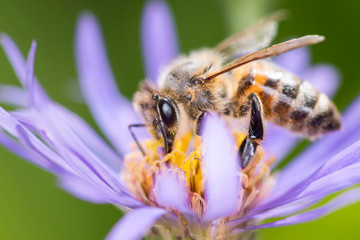 Biene bestäubt eine Alpen-Aster - Aster alpinus