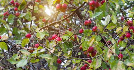 Chinese apple tree with small apples, heavenly apples, close-up, autumn, outdoor