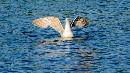 Inner City Park Wildlife