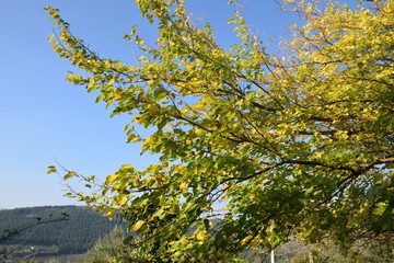 autunno