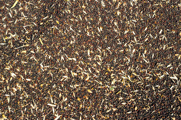 Fototapeta premium Oilseed rape processing, rapeseed feed for further processing into production, manufacture of rapeseed oil, background, colza, background, close-up