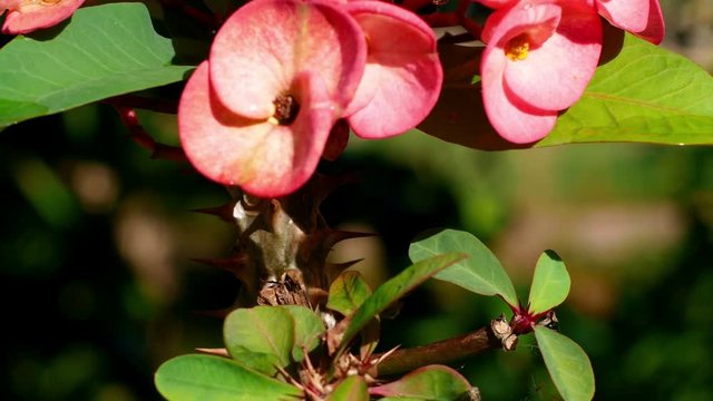 Tilt-up 4k shot ,Crown of thorns or Christ Thorn flower - Euphorbia milli - Euphorbia Milia Desmoul.
