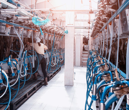 A modern dairy farm for milking cows and harvesting milk, the milkmaid's girl milks the cows with the help of modern automatic equipment