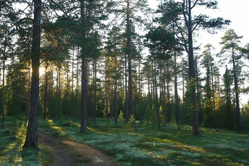 Fototapeta premium landscape pine forest / taiga, virgin forest, landscape nature summer