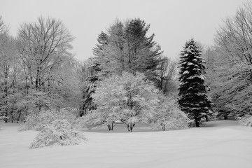 trees in snow