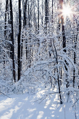 Snow-covered forest on a sunny winter day