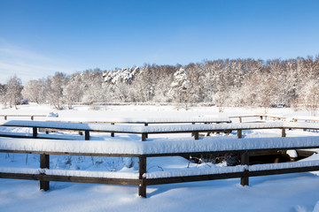 Snow-covered field and forest on a sunny winter day