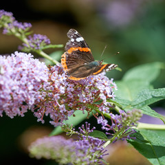 Papillon sur une fleur .