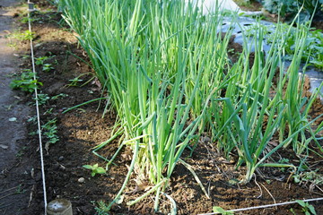 畑の九条ネギ