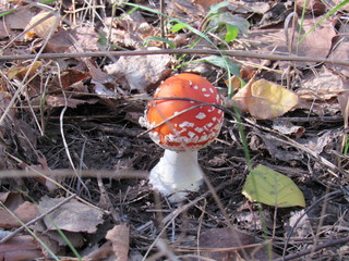 fly agaric