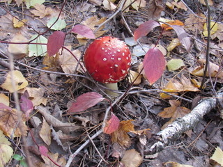 fly agaric