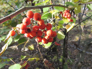 bunch of mountain ash