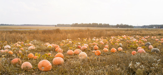 Large field with orange pumpkins, blue sky, autumn time, squash