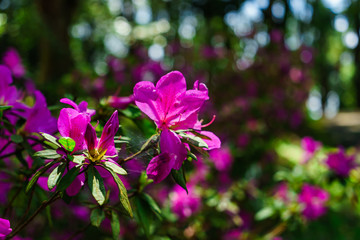 Fototapeta premium The pink flowers at beautiful on Doi Suthep of thailand.