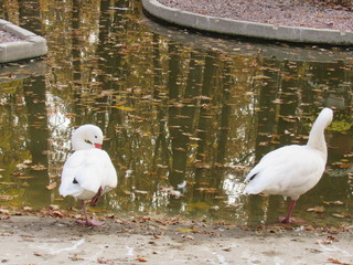 swan on lake