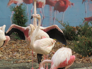 pink flamingos