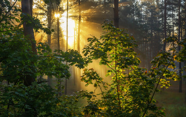 walk in the autumn forest. Sun rays. autumn colors