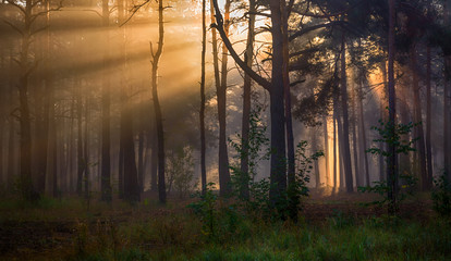 walk in the autumn forest. Sun rays. autumn colors