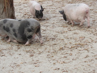 pig and piglets