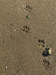 dogprint in the sand