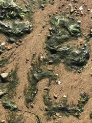 seaweed on the beach