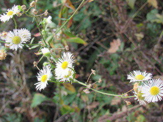 white flowers in the garden