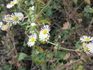 white flower in a field