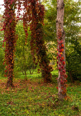 Fototapeta premium A Parthenocissus plant with red leaves climbing on trunks trees autumn day.