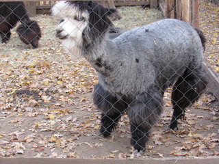 alpaca in zoo