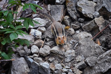Western Chipmunk, (related Tamias, Striatus, Sibiricus) small striped rodent of the family Sciuridae, found in North America. This one as seen on a hike to Doughnut Falls in Big Cottonwood Canyon, in 