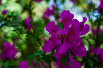 Fototapeta premium The pink flowers at beautiful on Doi Suthep of thailand.