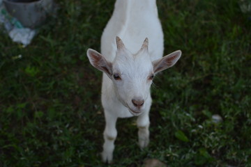 little domestic goat