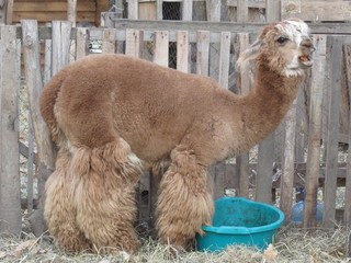 alpaca